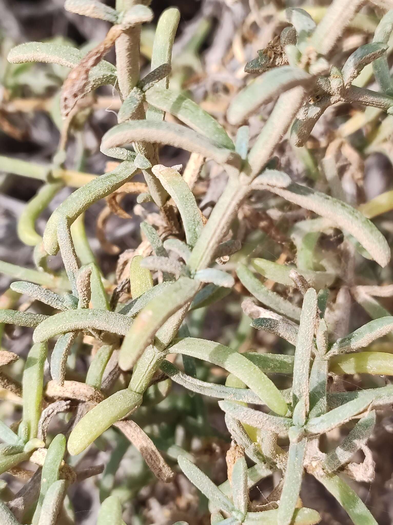 Imagem de Salsola oppositifolia Desf.