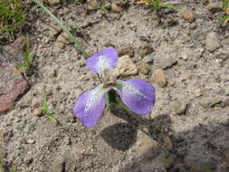 Mastigostyla hoppii R. C. Foster resmi