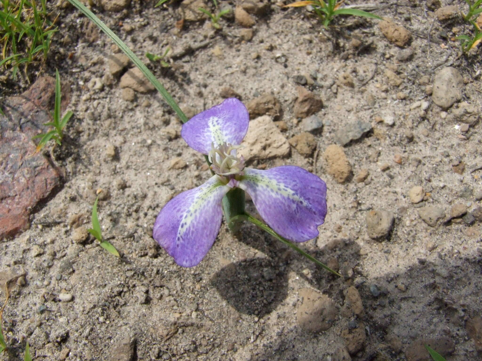 Image of Mastigostyla hoppii R. C. Foster