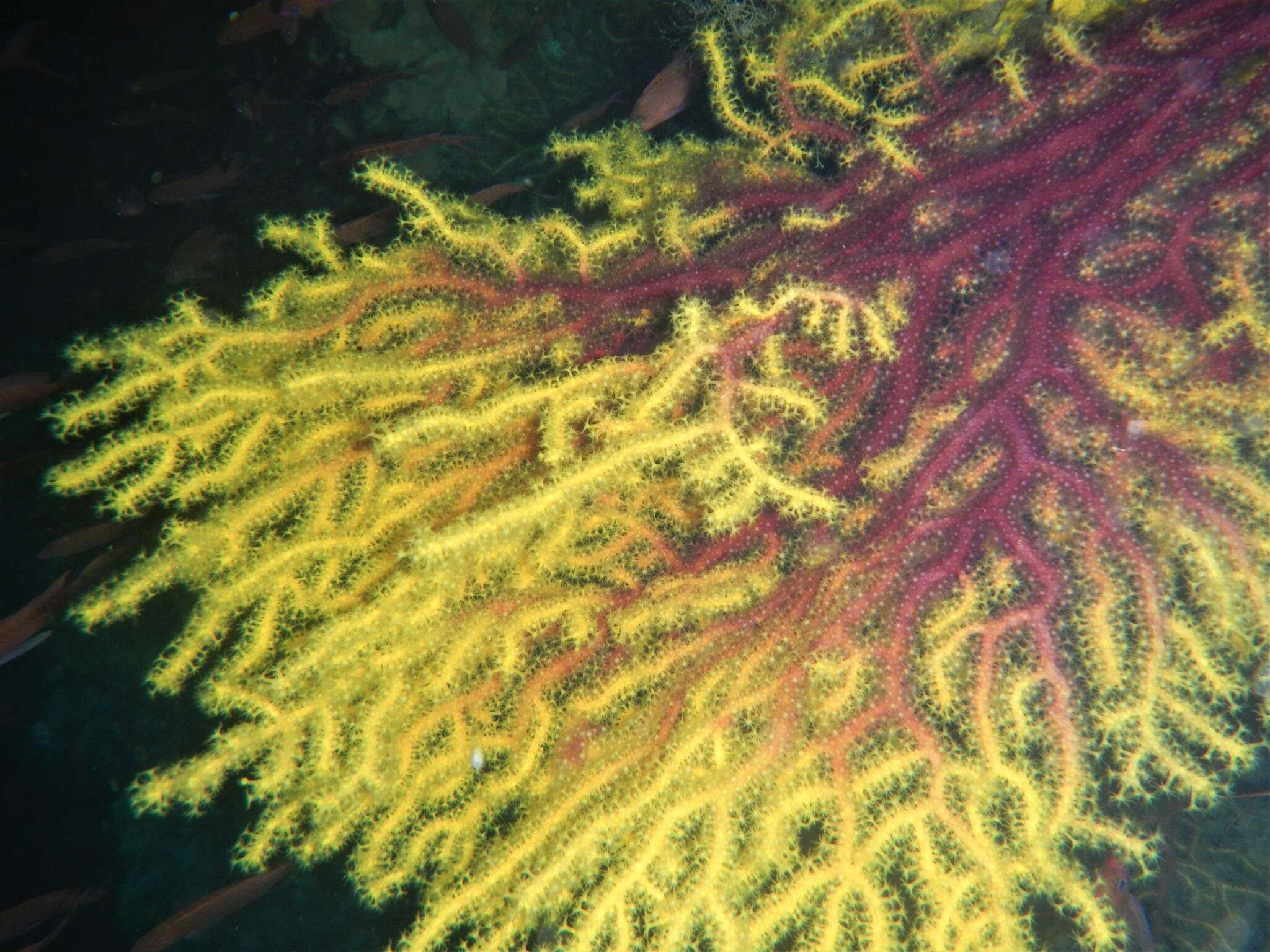 Image of chameleon sea fan