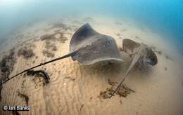 Image of Pink Whipray