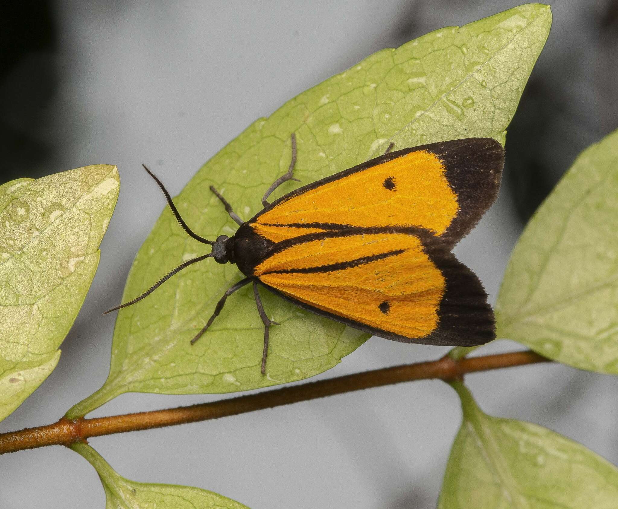 Image of Paratype univitta Hampson 1900