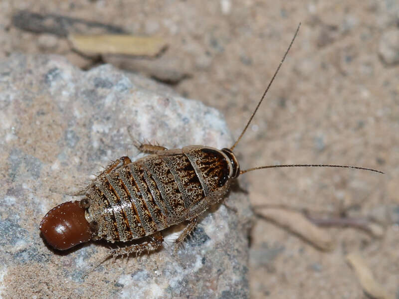 Phyllodromica (Lobolampra) subaptera (Rambur 1838)的圖片