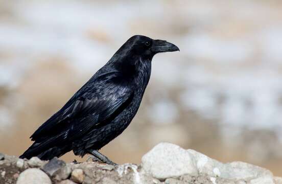 Image of Corvus corax tibetanus Hodgson 1849