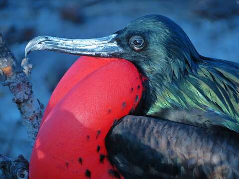 Image of Great Frigatebird