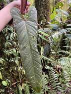 Image of Anthurium variegatum Sodiro