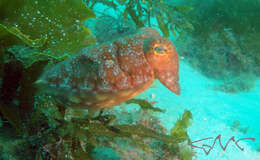 Image of Ken's cuttlefish