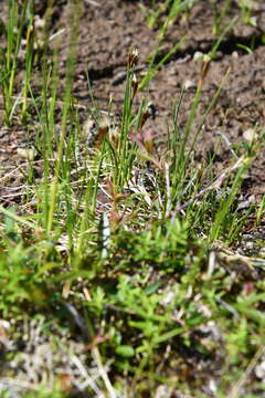 Imagem de Juncus castaneus Sm.