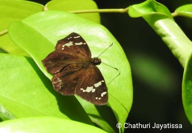 Celaenorrhinus spilothyrus Felder 1868 resmi