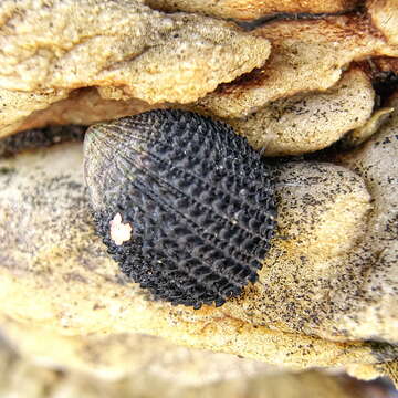 Image of prickly limpet