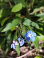 Omphalodes nitida (Willd.) Hoffmanns. & Link的圖片