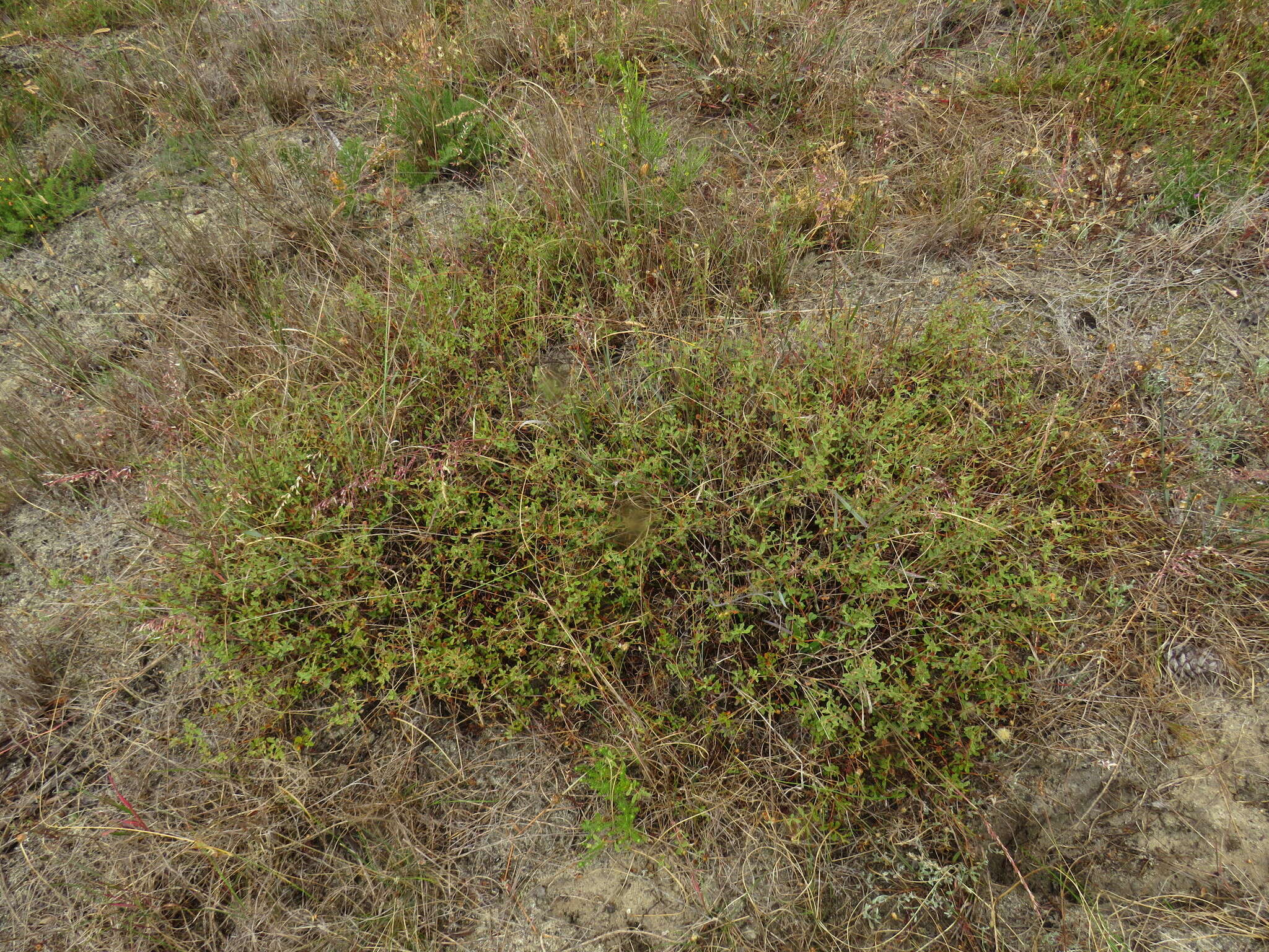 Image of Hermannia multiflora Jacq.