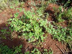 Слика од Erodium crinitum Carolin