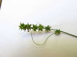 صورة Carex rosea Willd.