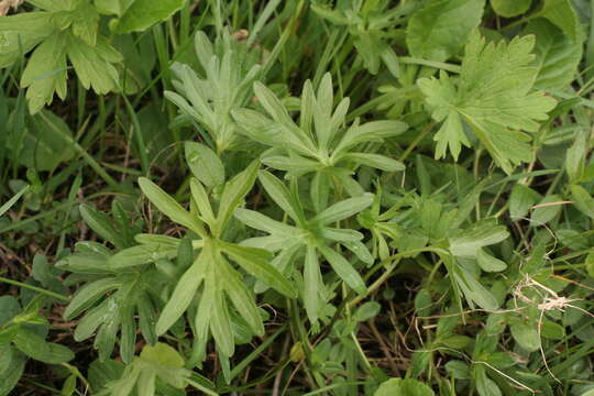 Image of Viola pinnata L.