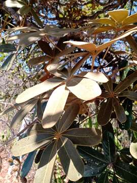 Image of Schefflera macrocarpa (Cham. & Schltdl.) Frodin