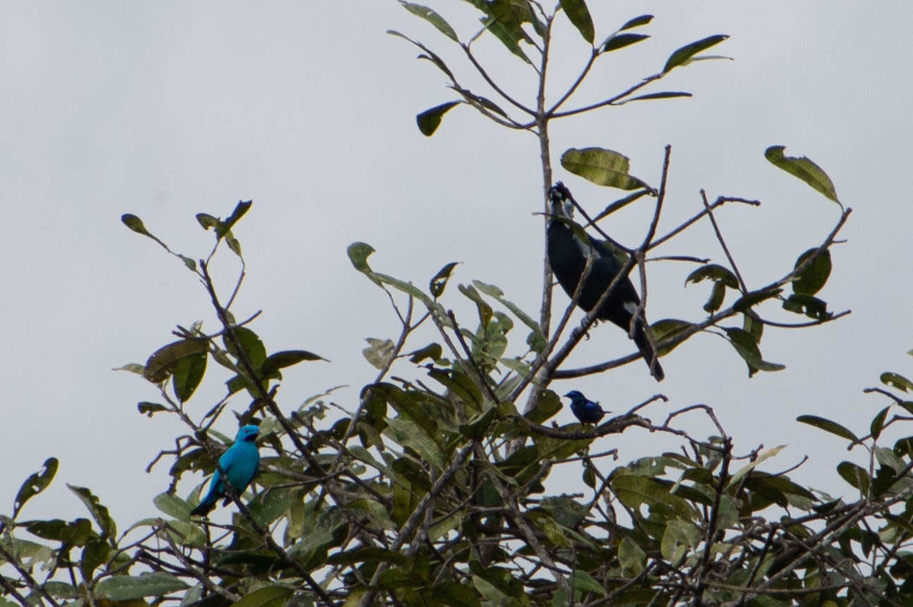 Image of Plum-throated Cotinga