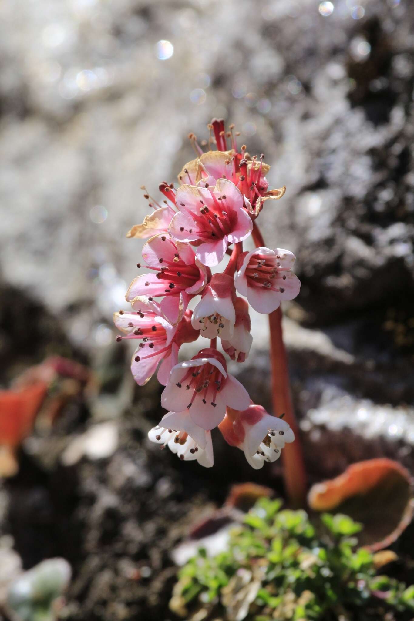 Image of Bergenia ciliata (Haw.) Sternb.