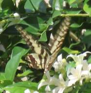 Image of Graphium antheus (Cramer (1779))