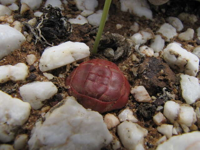 Image of Crassula columnaris subsp. columnaris