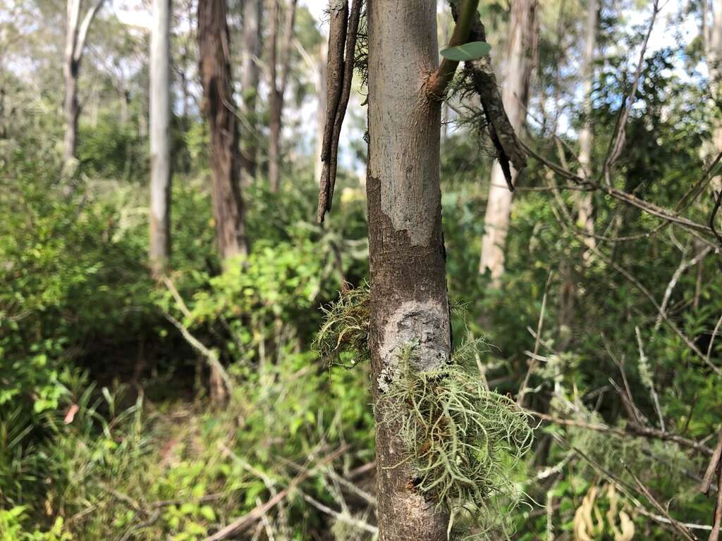 Eucalyptus melliodora A. Cunn. ex Schauer resmi