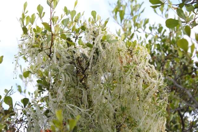 Image of Galium tomentosum Thunb.