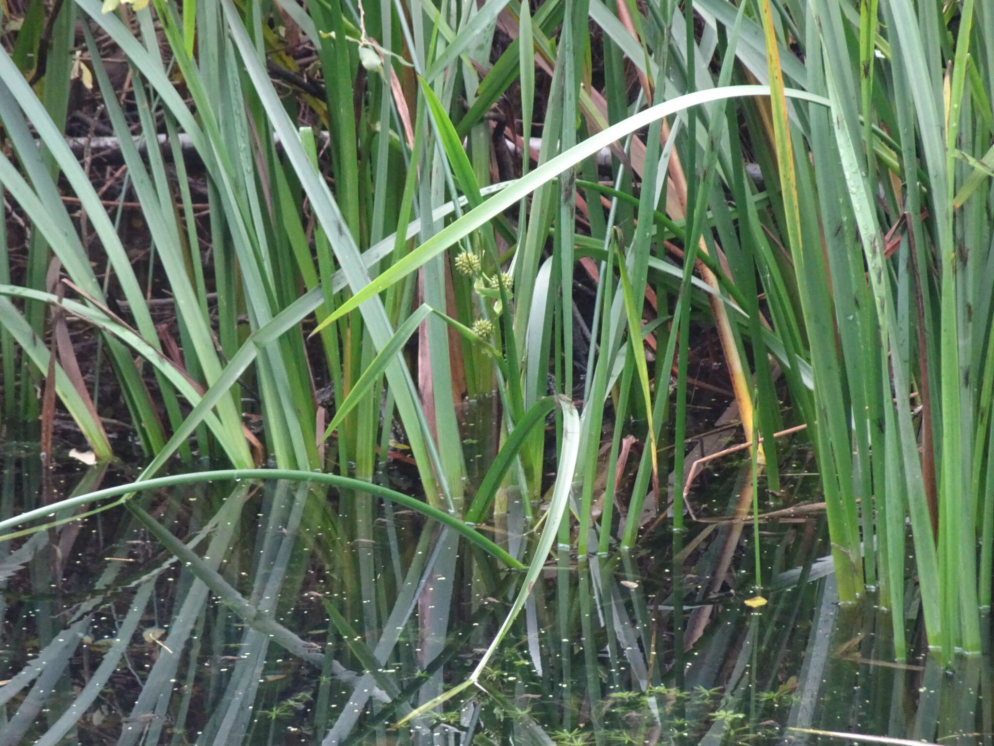 Image of Branched Bur-reed