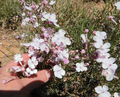 Image of gilia beardtongue