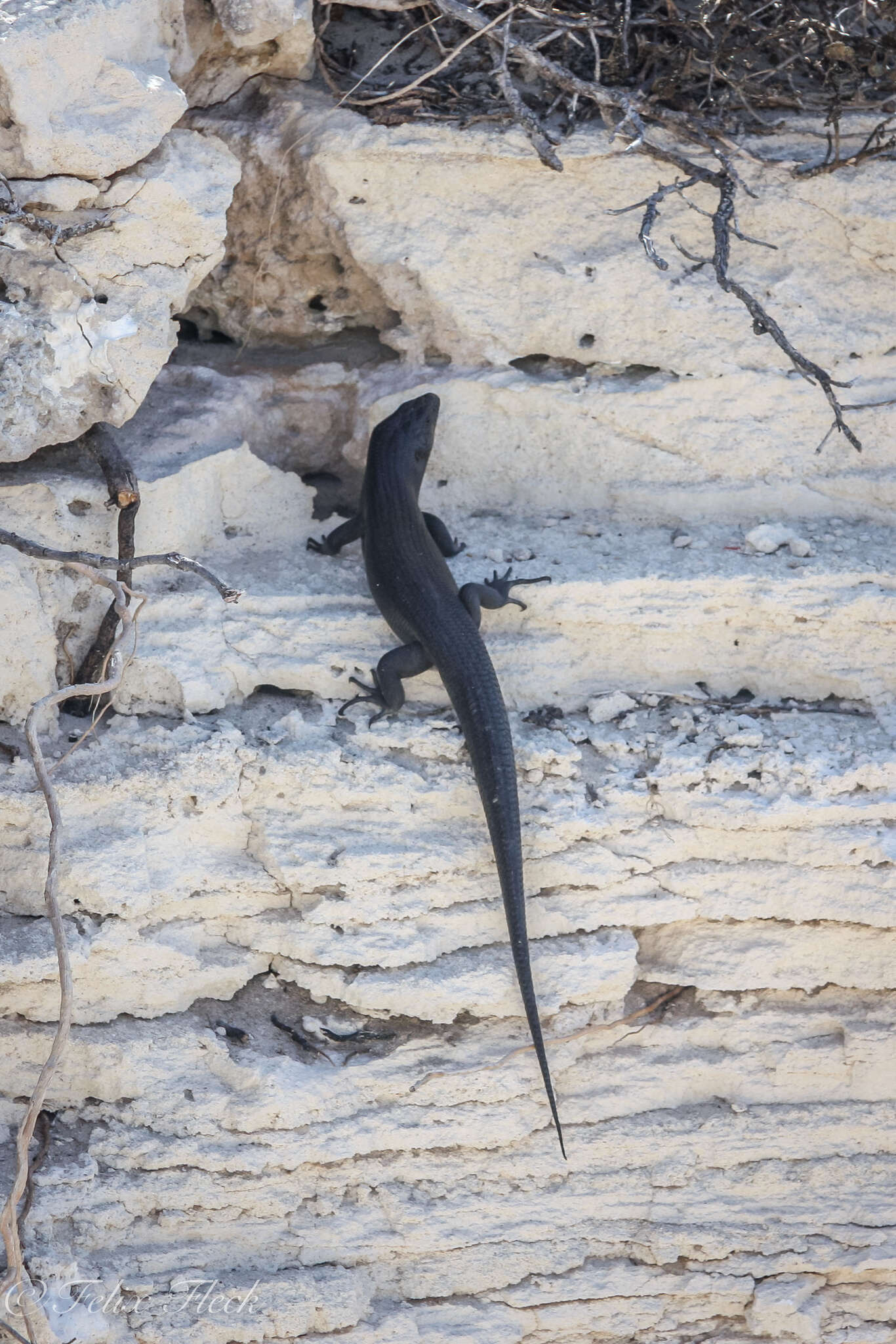 Image of King's Skink