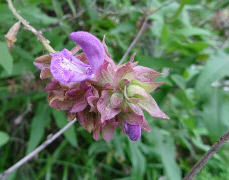 صورة Salvia canariensis L.