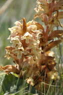 Image of Orobanche alba subsp. alba