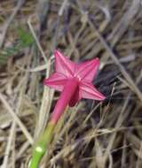 Image of Cypress Vine