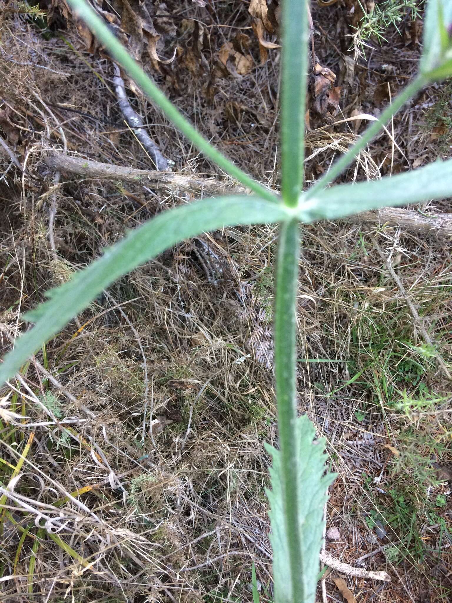 Image of Brazilian Vervain