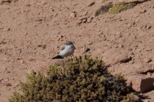 Image of Rufous-naped Ground Tyrant