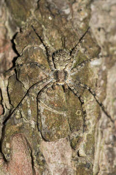 Image of Philodromus margaritatus (Clerck 1757)