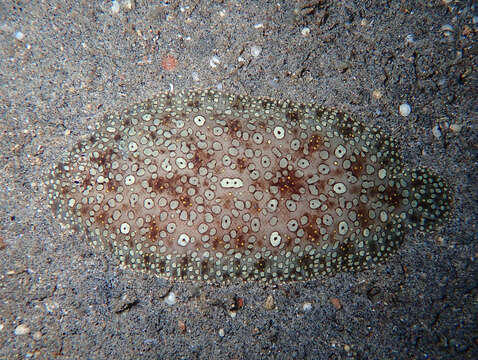 Image of Peacock sole