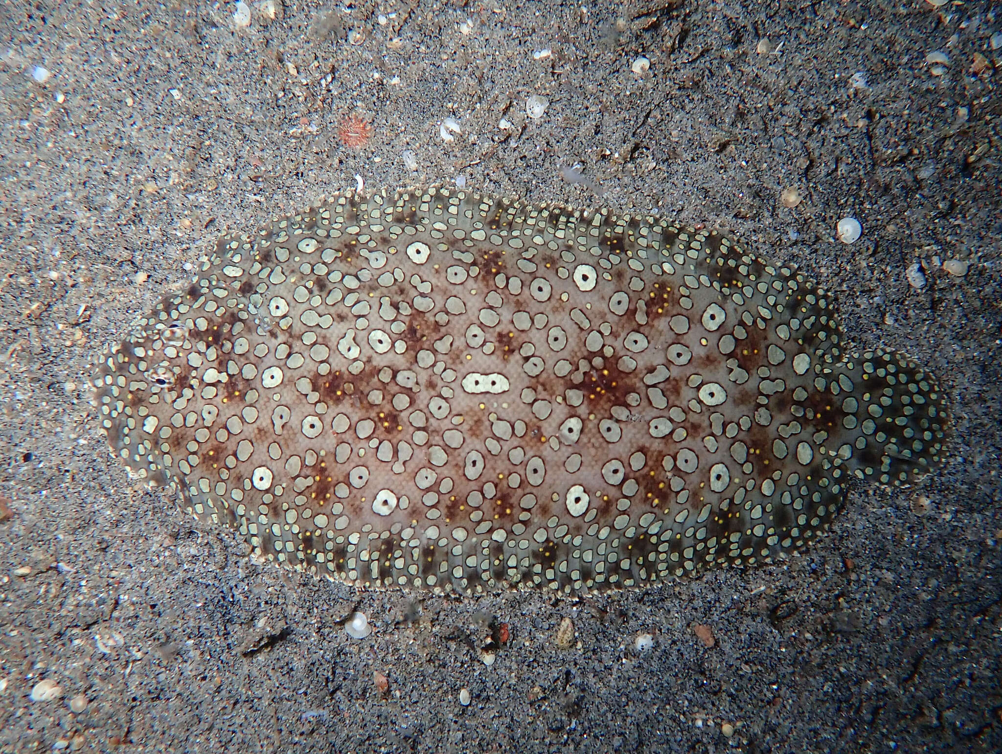 Image of Peacock sole