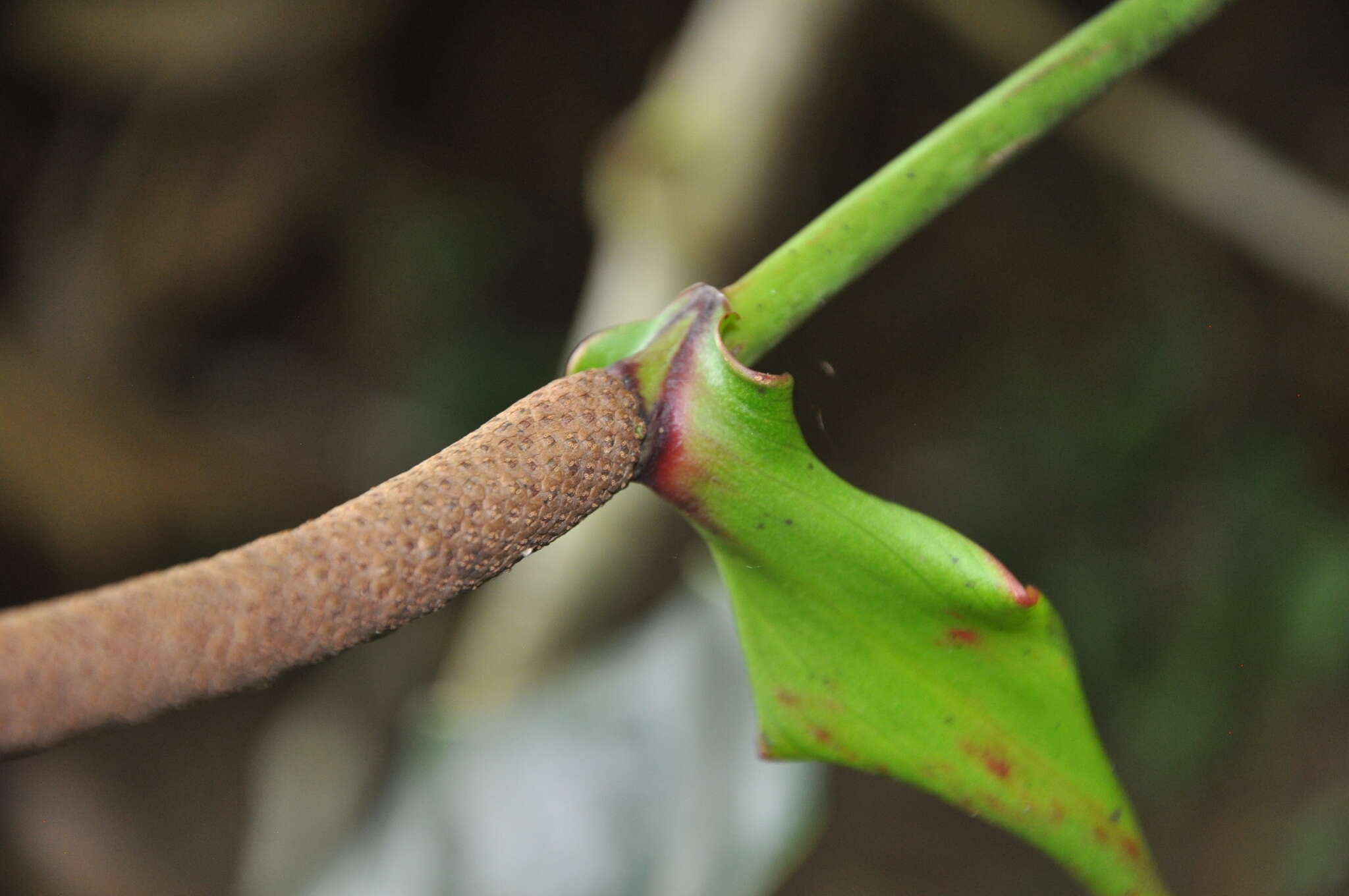 Image of Anthurium brownii Mast.