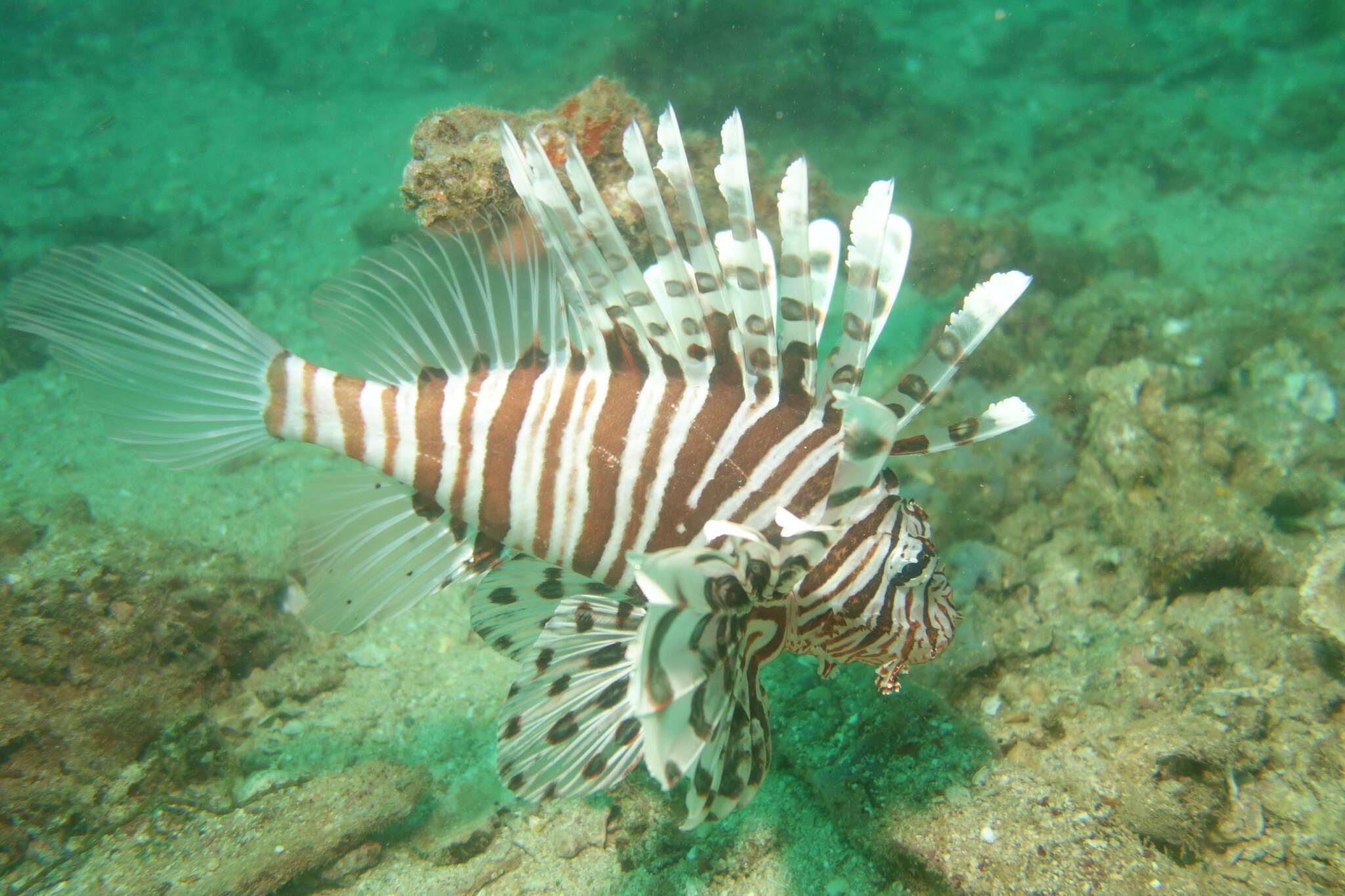 Image of Russell's lionfish