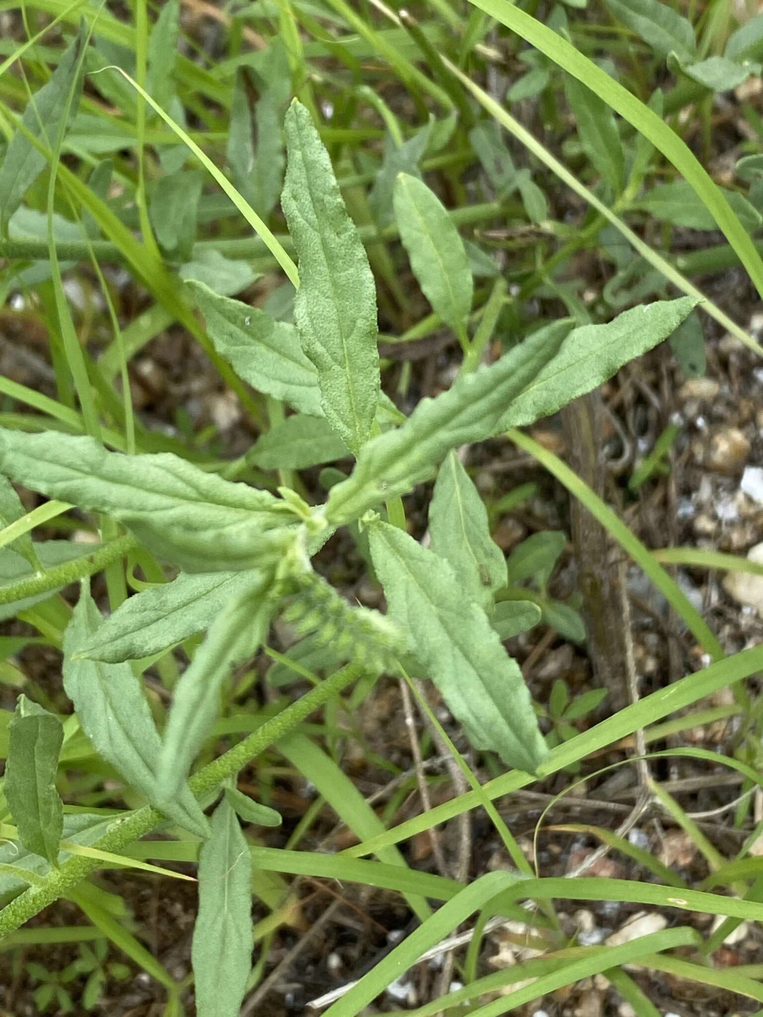 Image of Common veld heliotrope