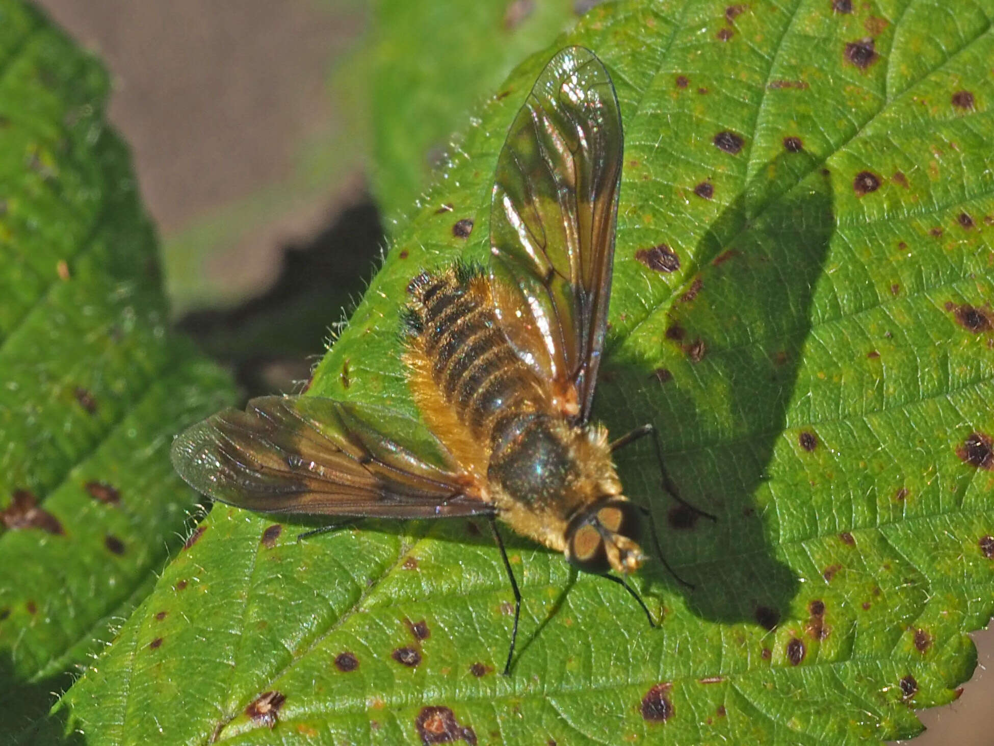 Image of Notolomatia pictipennis (Wiedemann 1828)