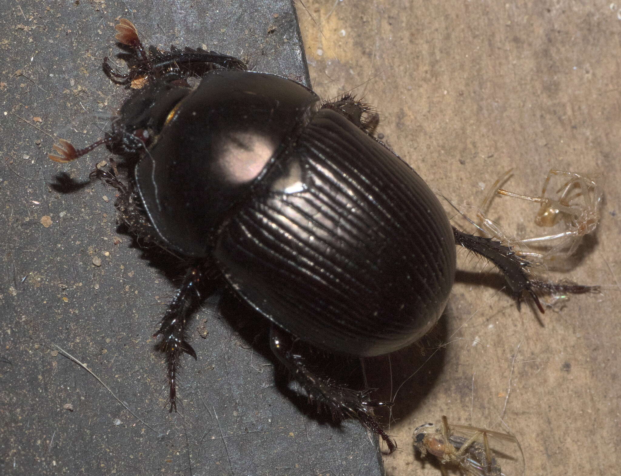 Image of Cnemotrupes semiopacus (Jekel 1865)