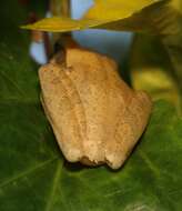 Image of Himalayan Tree Frog