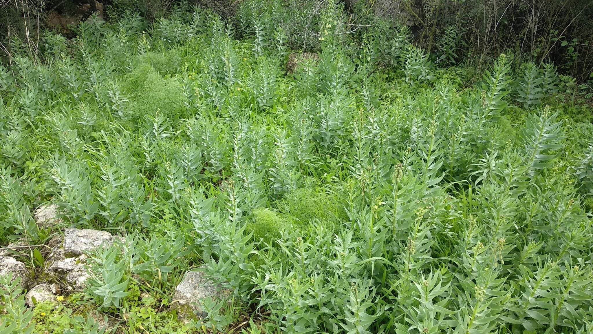 Image of Fritillaria persica L.