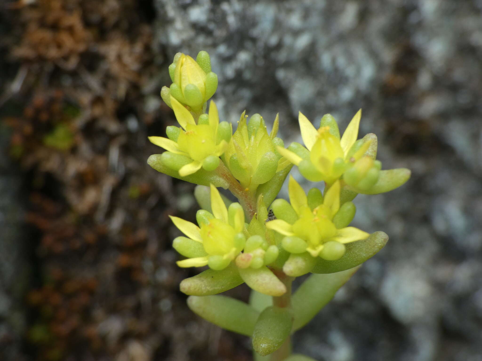 Image of annual stonecrop