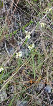 Image of Blodgett's swallow-wort