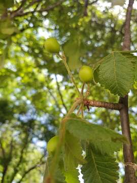 Imagem de Bursera tomentosa (Jacq.) Triana & Planch.