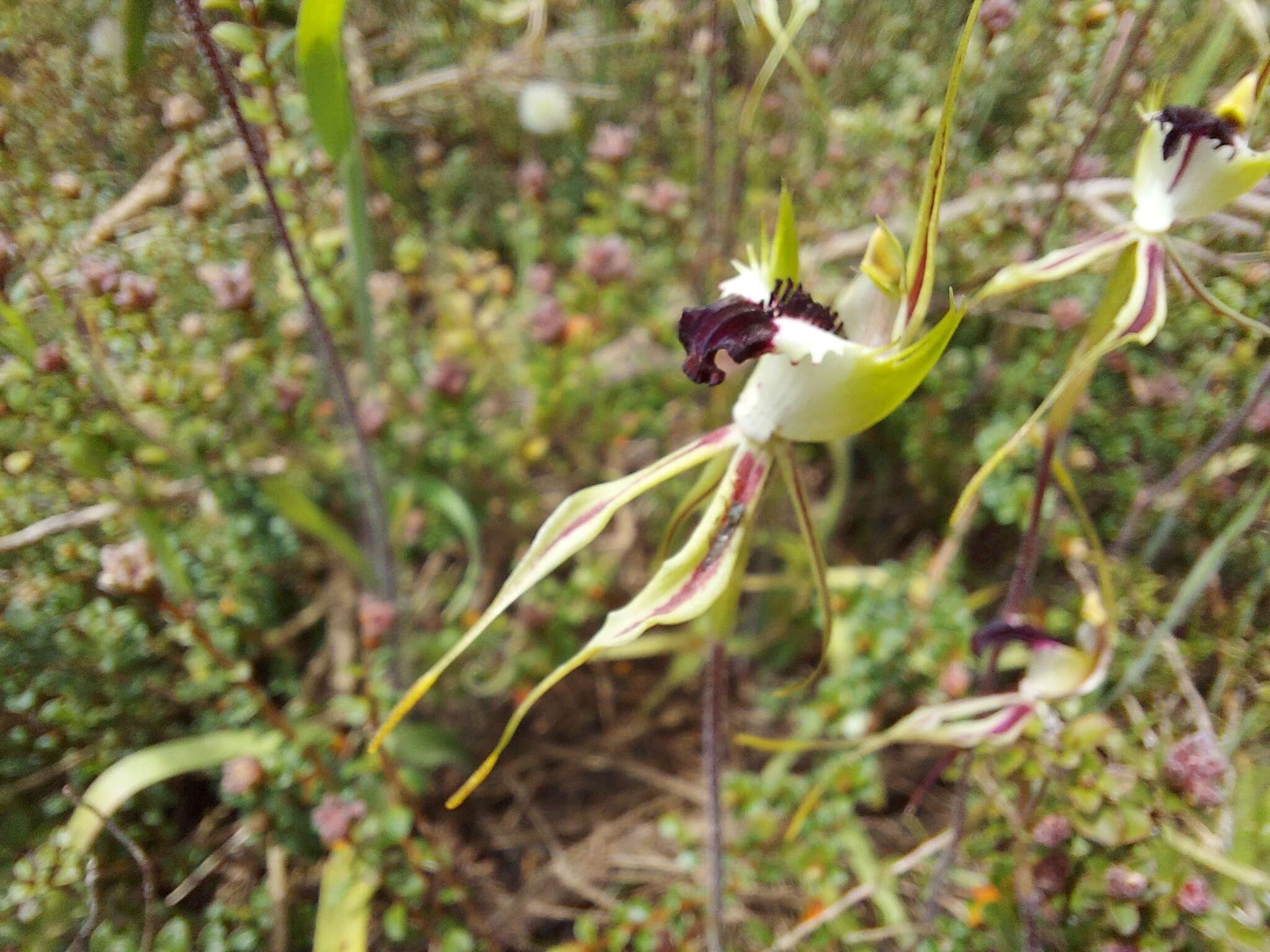 Image of Rigid spider orchid