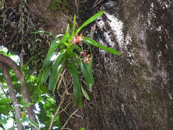 Image of Vanda insignis Blume