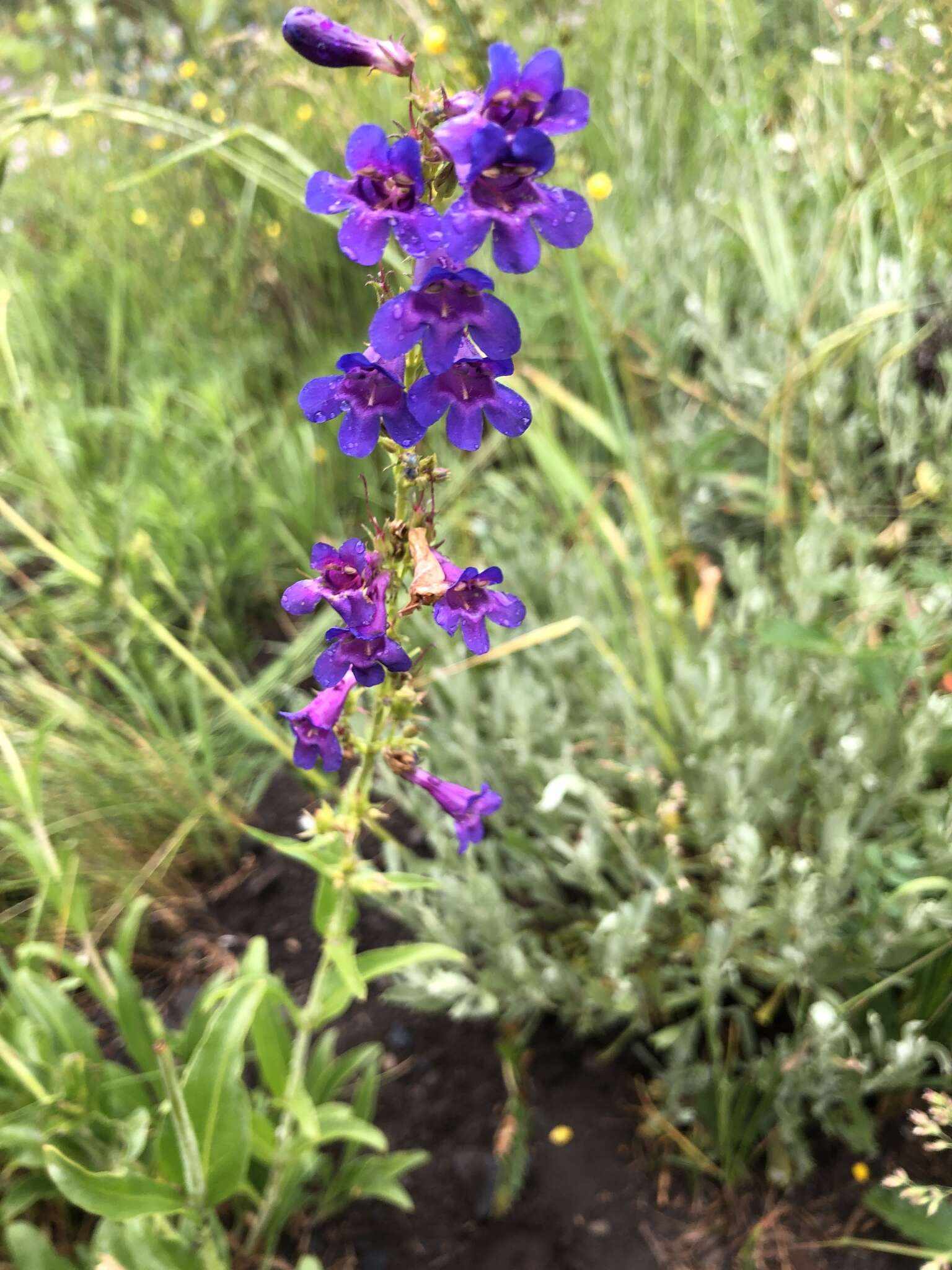 Слика од Penstemon mensarum Pennell